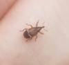 Bradybatus sp.